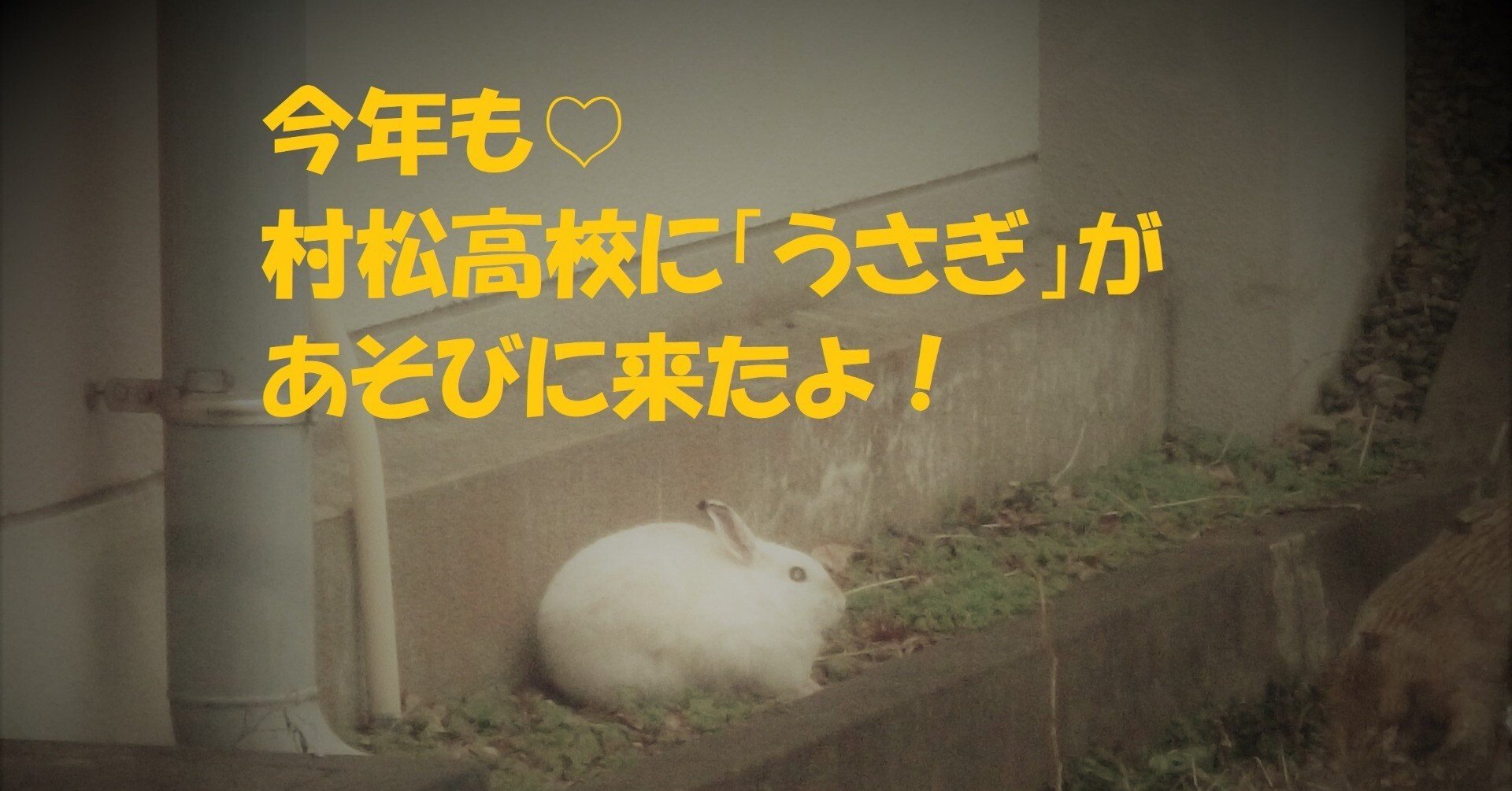 1年ぶりに村松高校に「うさぎ」がやって来ました🐇｜新潟県立村松高等学校