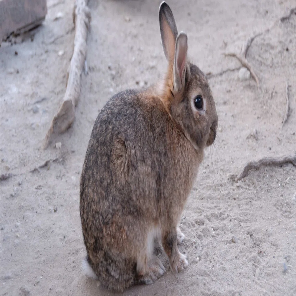 ウサギ（カイウサギ）図鑑 Domestic Rabbit｜M_ayumi
