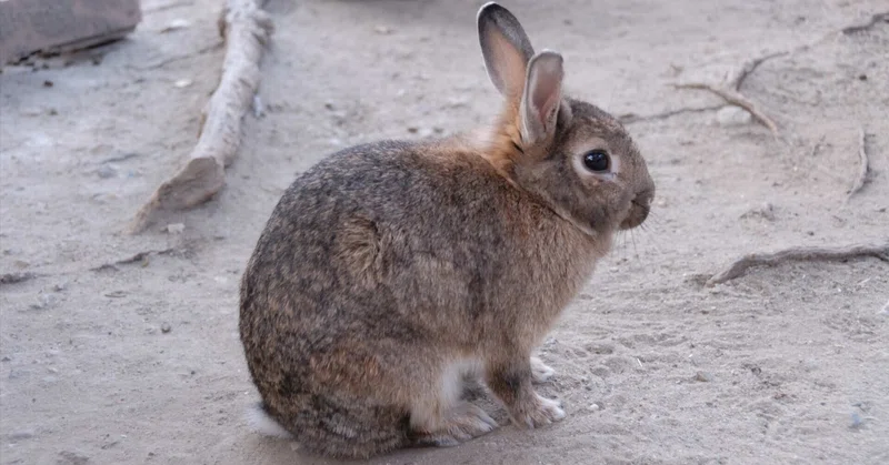 ウサギ(カイウサギ) Domestic Rabbit|M_ayumi