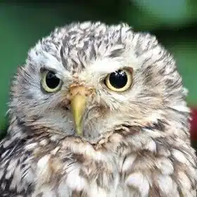 よっしーも