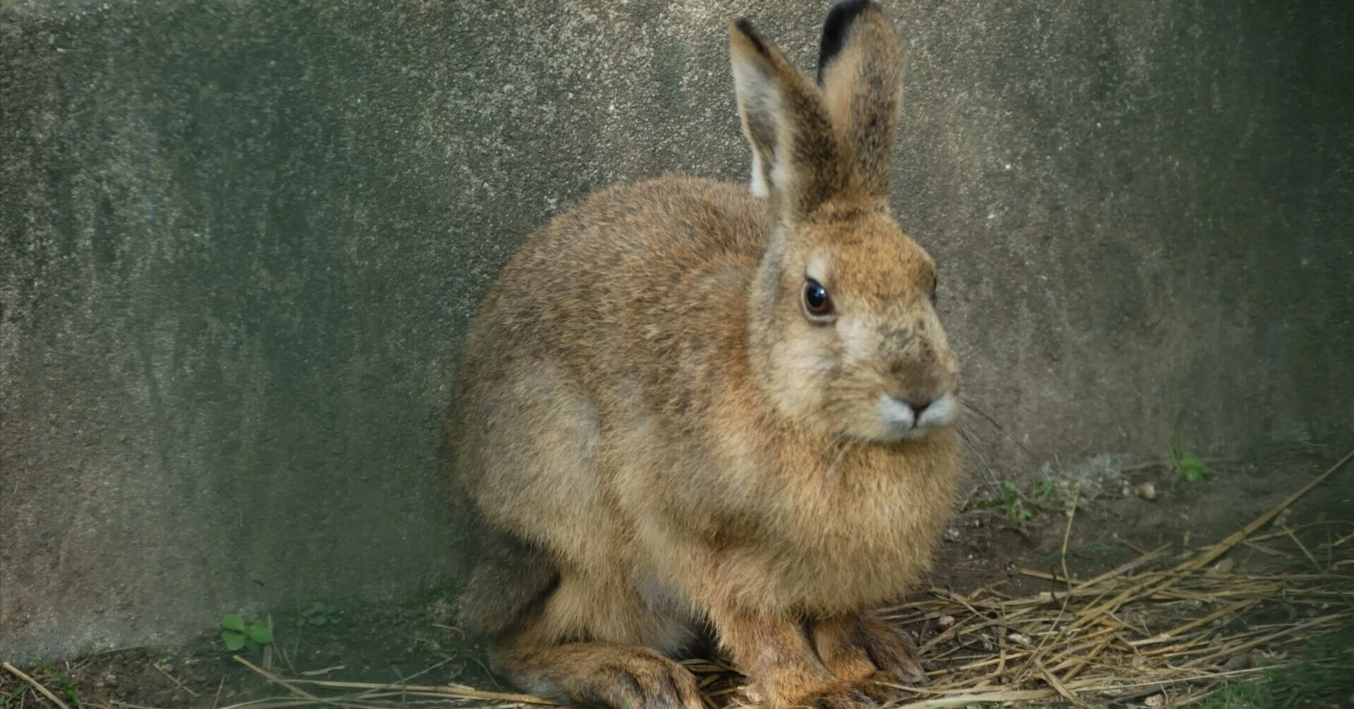 ノウサギ図鑑 Japanese Hare｜M_ayumi