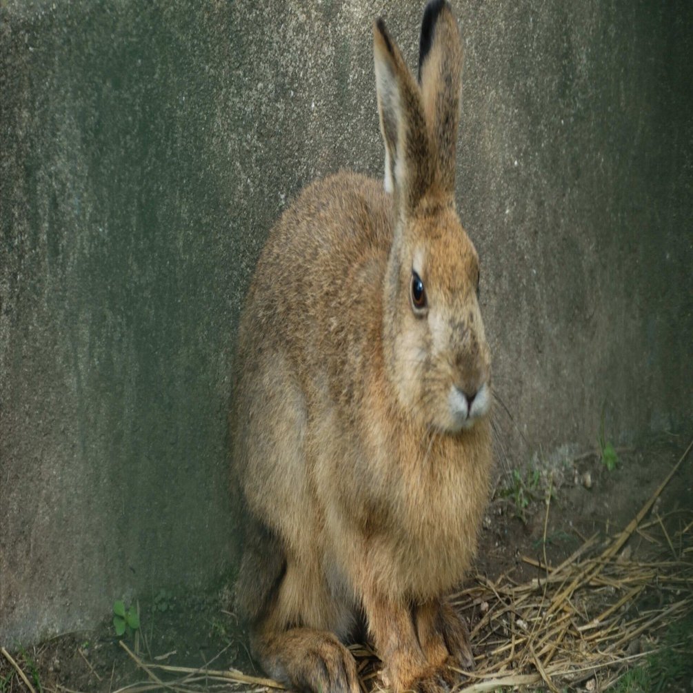 ノウサギ図鑑 Japanese Hare｜M_ayumi