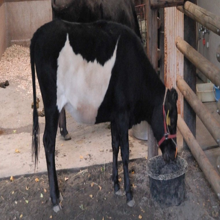 ウシ（口之島牛・三島牛）図鑑 Cattle｜M_ayumi