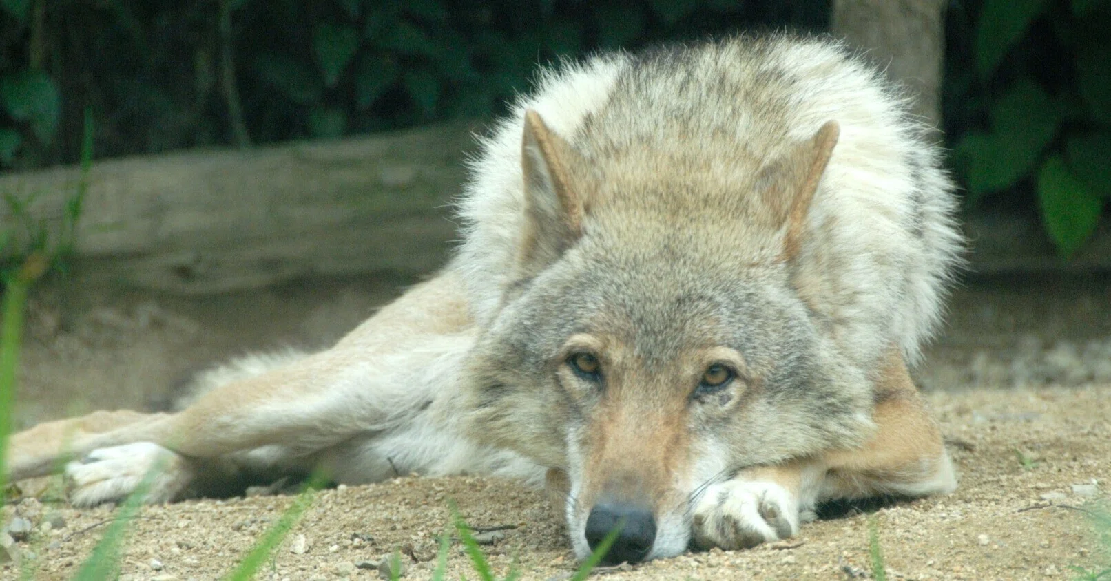 シベリアオオカミ ツンドラオオカミ Canis lupus albus はく製 シベリアオオカミ図鑑 Tundra wolf｜M_ayumi
