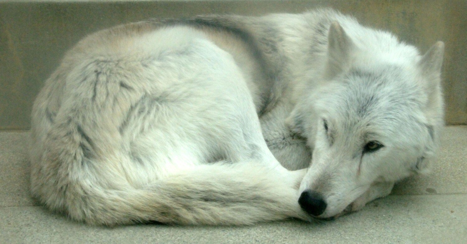 d97dd91d3f00f49896b2dca5a1ba9c