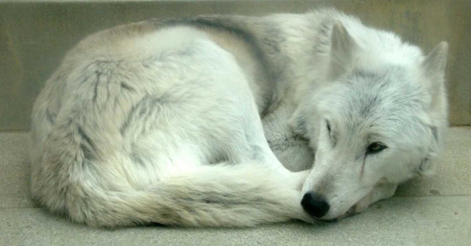 シンリンオオカミ図鑑 Eastern timber Wolf｜M_ayumi