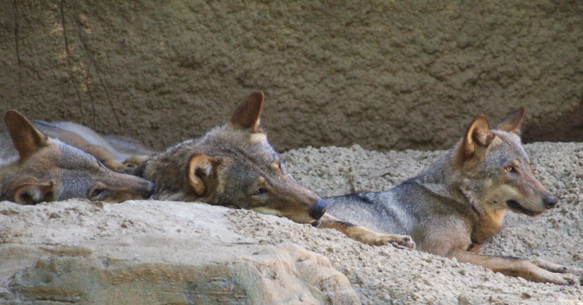 ヨーロッパオオカミ図鑑 European grey wolf｜M_ayumi