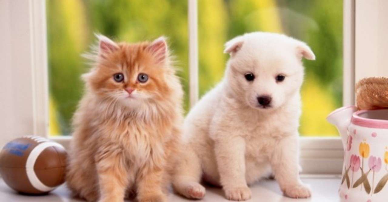 犬好きと猫好きで 年収に開きがあるのはなぜか いしだ コピーライター Note