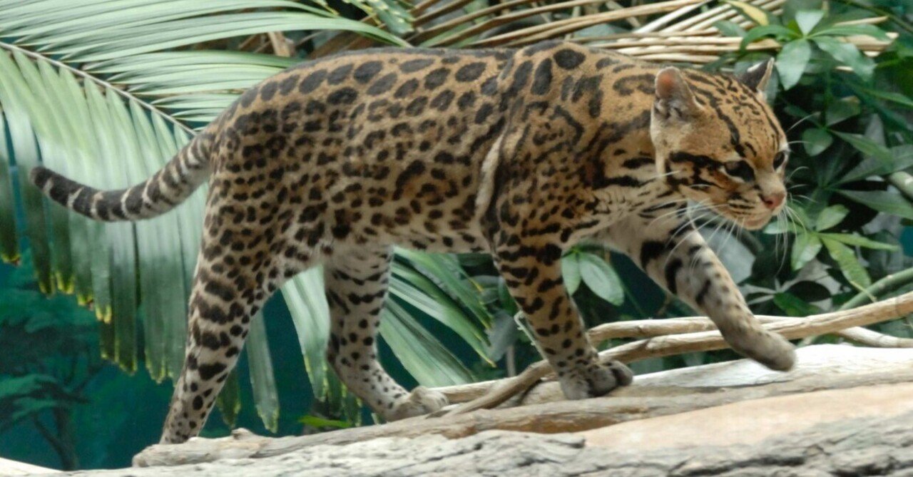 オセロットの群れ 日本語 394)□旧枠□《オセロットの群れ/Ocelot Pride》[MH3-BF] 白R