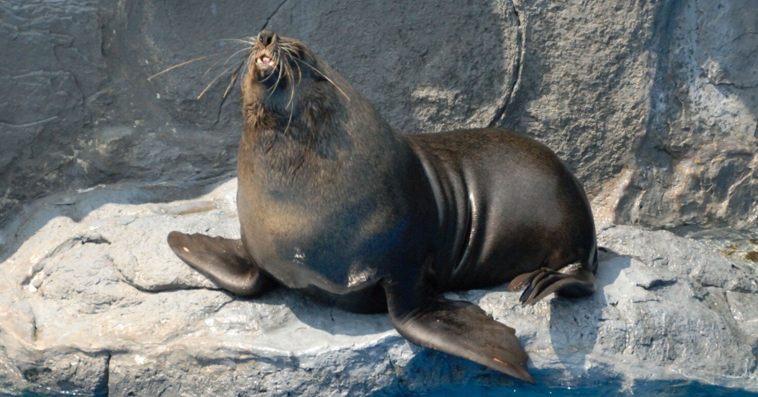 ミナミアフリカオットセイ図鑑 South African Fur Seal｜M_ayumi