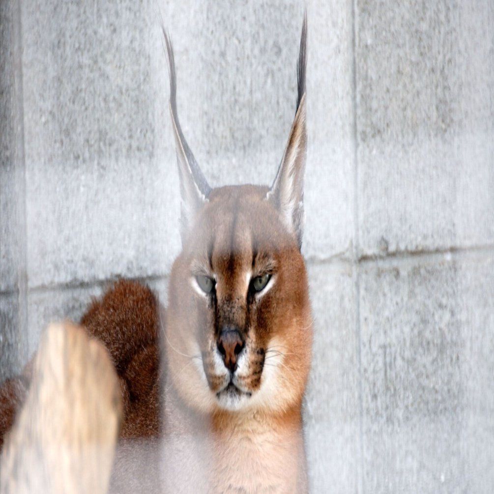 B2サイズ（約51x73cm）】【lh-poster-6291】Caracal カラカル カラカル