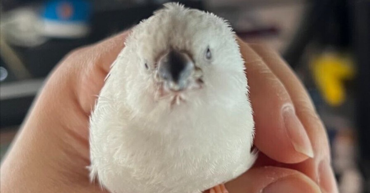 🐤キンカ雛の人工育雛記録｜kinno_nattou
