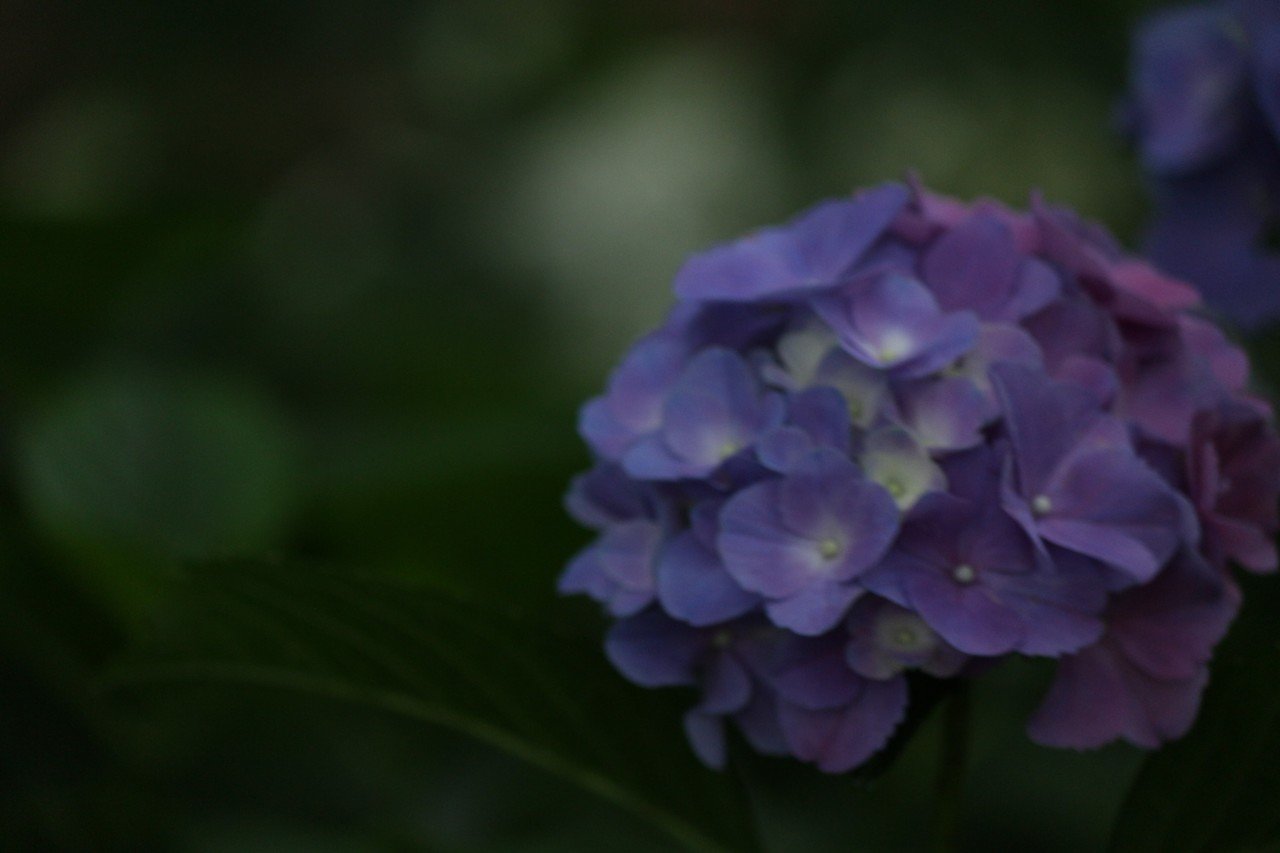 190706ひたち海浜公園_紫陽花__2_