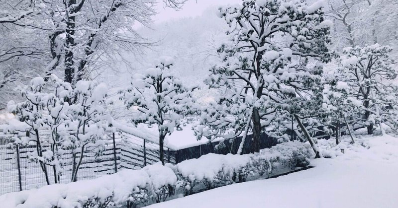 雪化粧した日の森のカラス　　キーンの物語　#シロクマ文芸部