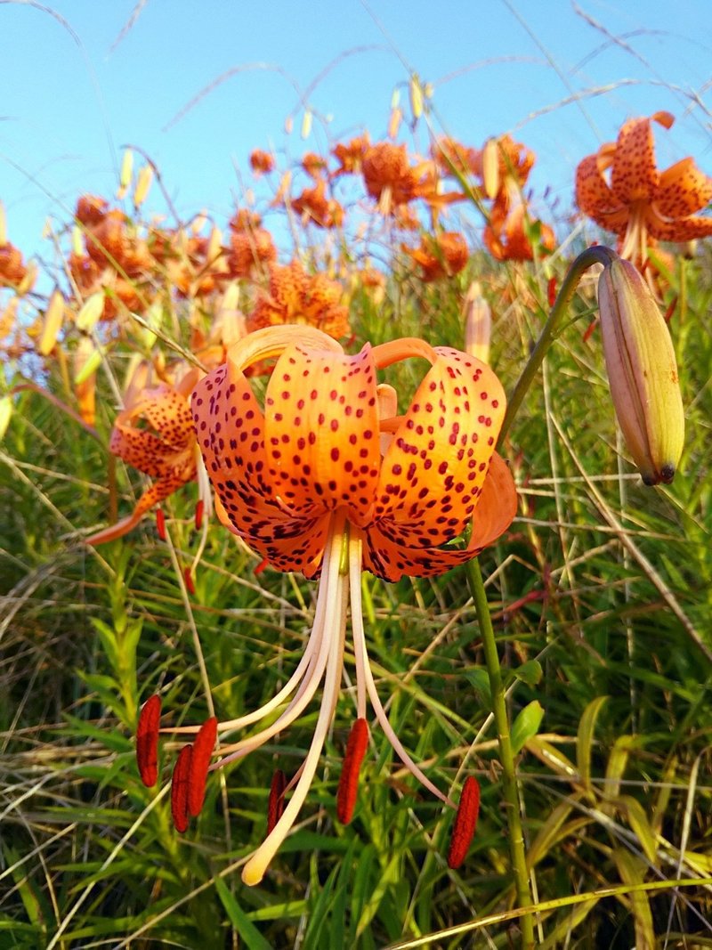 7月6日 今日スーさんは 歩く姿は の花 を見にいった スー Note