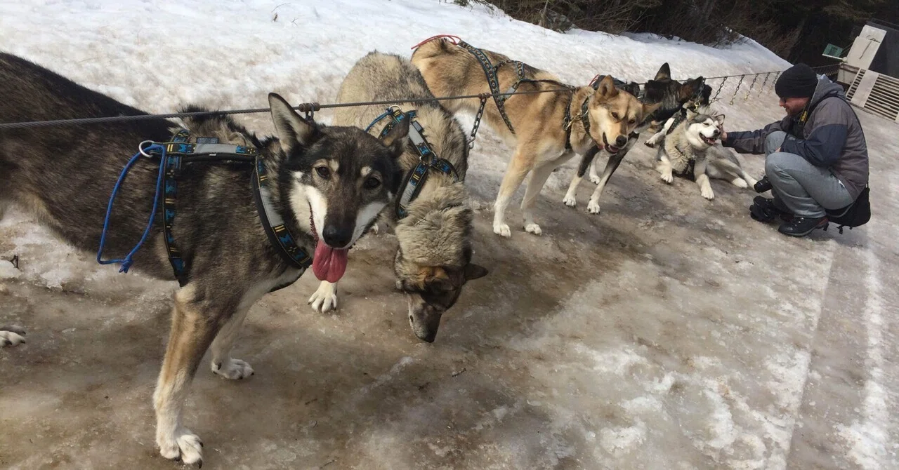 世界遺産カナディアンロッキーツアー?〜Day3犬ぞり体験＆バンフ 