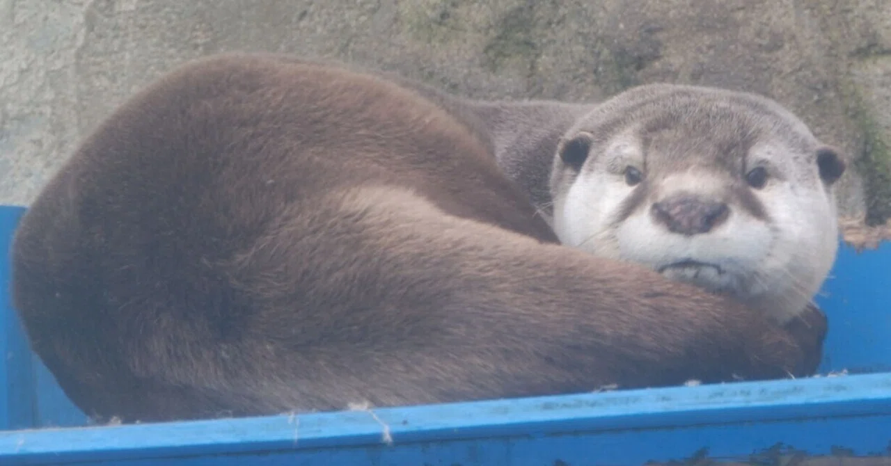 ツメナシカワウソ図鑑 Cape Clawless Otter｜M_ayumi