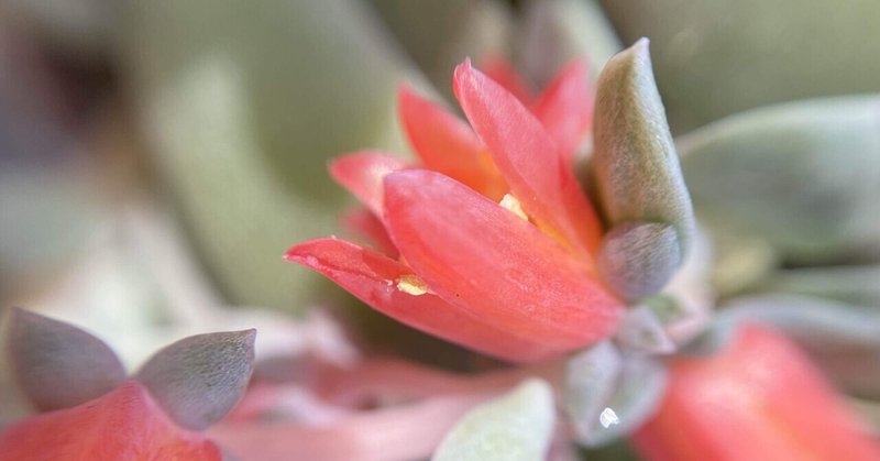 多肉植物の花・枇杷の花