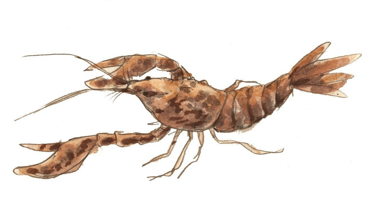 ザリガニの鳴くところ/映画感想｜Ruth.