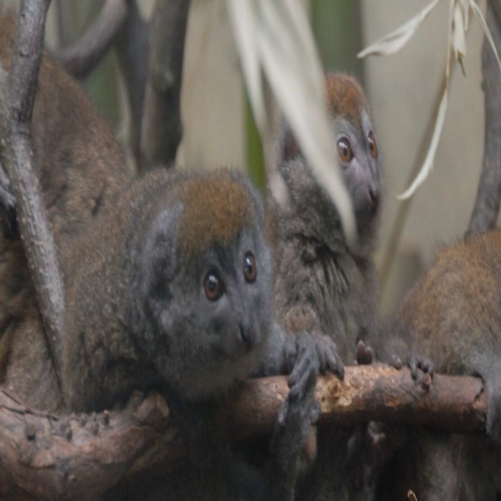 ハイイロジェントルキツネザル図鑑 Grey Gentle Lemur｜M_ayumi