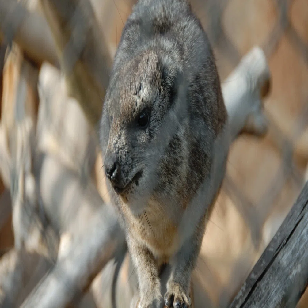 ケープハイラックス図鑑 Cape Hyrax｜M_ayumi