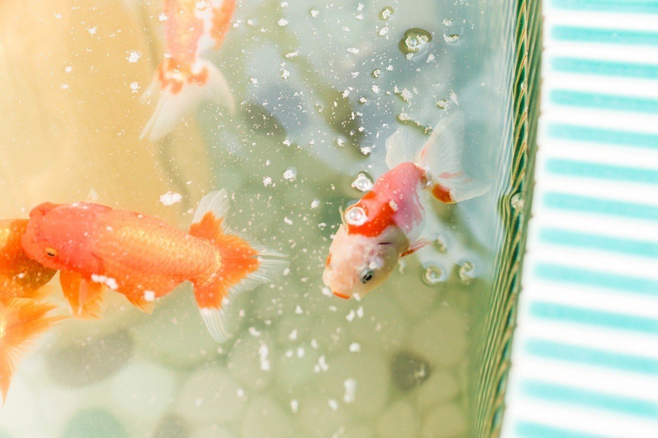 掌編 共食い金魚 砂東 塩 Note