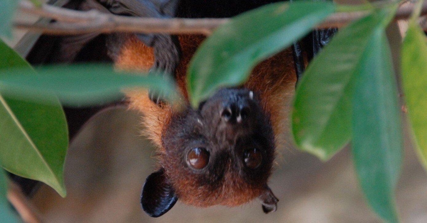 インドオオコウモリ図鑑 Indian Flying Fox｜M_ayumi