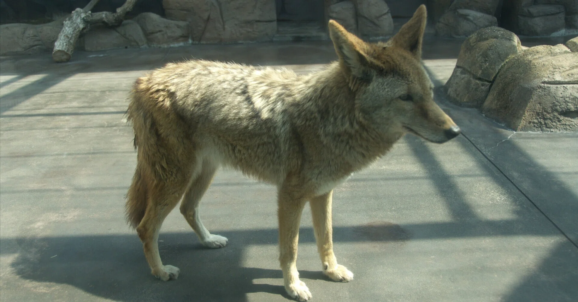 コヨテ図鑑 Coyote｜M_ayumi
