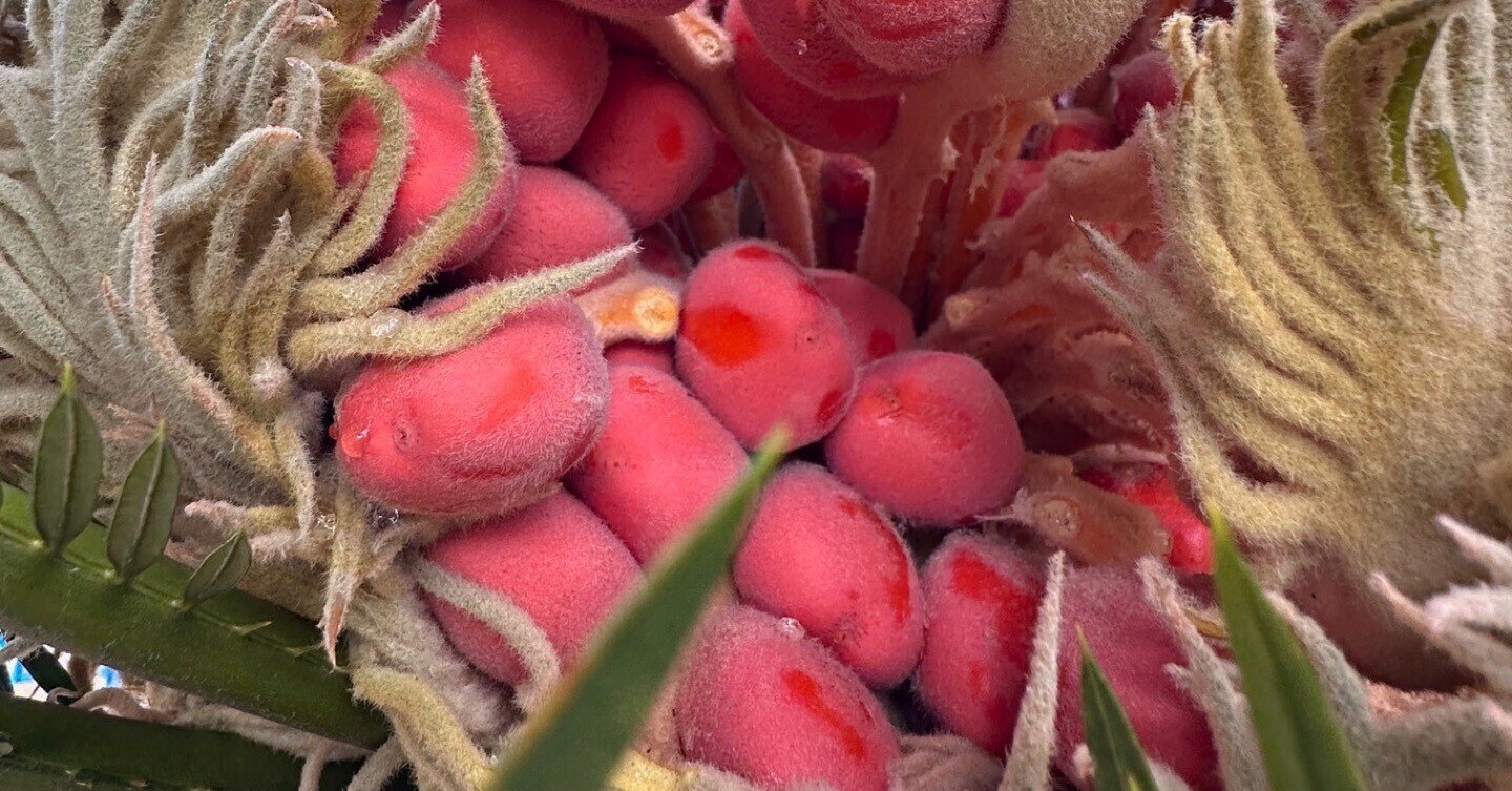 散歩道の「ソテツ(蘇鉄)」に、赤朱色の種子が結実した。雄花の開花 散歩道の「ソテツ(蘇鉄)」に、赤朱色の種子が結実した。雄花の開花