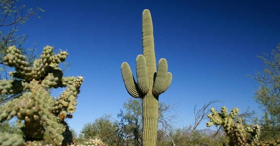 アメリカで出会った100の光景 No 31 大自然の絶景 人生を重ねてみたくなる砂漠の巨大なサボテン シカノミエ Note