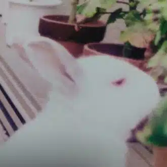 らびっと