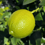 MR.GREEN LEMON