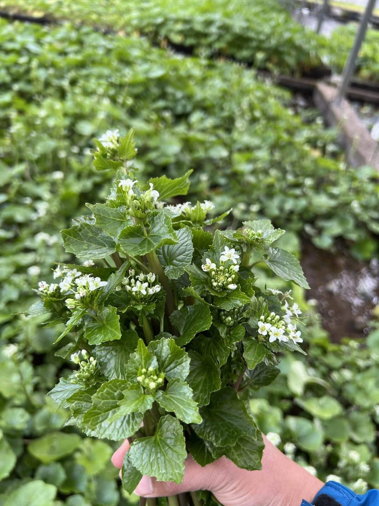旬を先取り！花わさびの楽しみ方をご紹介します。｜浅田恵子