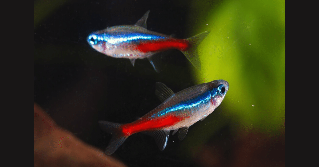 ネオンテトラ｜アクアモノグラフ情報｜NoA｜MASUKO aquarium production