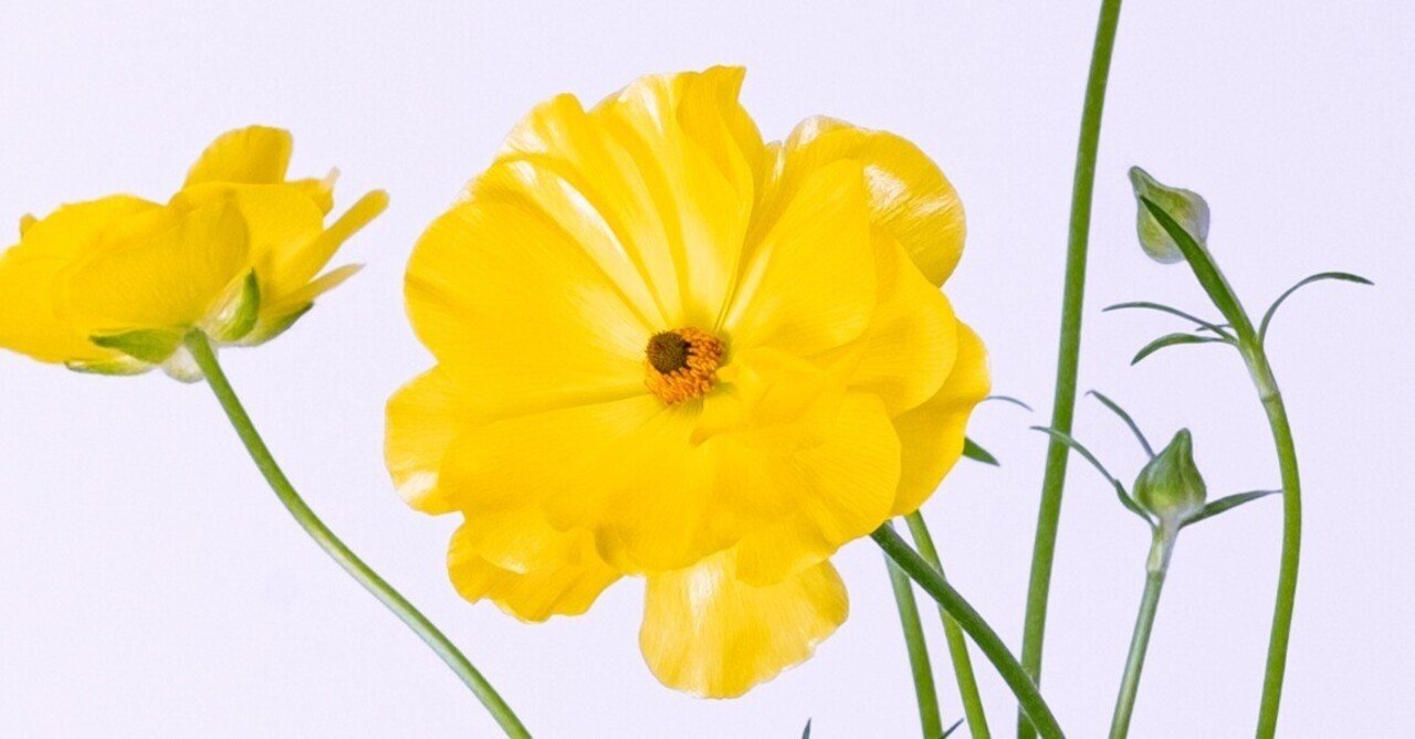 ツヤツヤのラナンキュラス ラックス｜タキツネ | 花の写真を撮ります