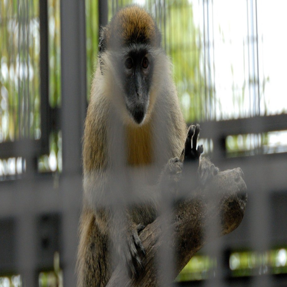サバンナモンキー図鑑 Savannah Green Vervet Monkey｜M_ayumi