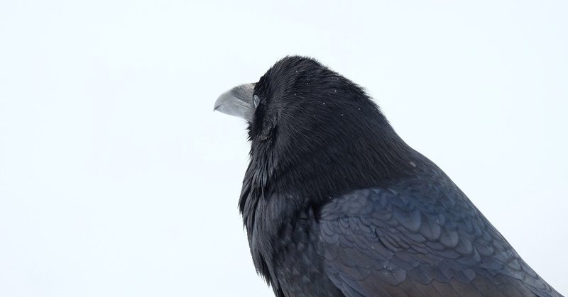 大きな黒い鳥の食欲