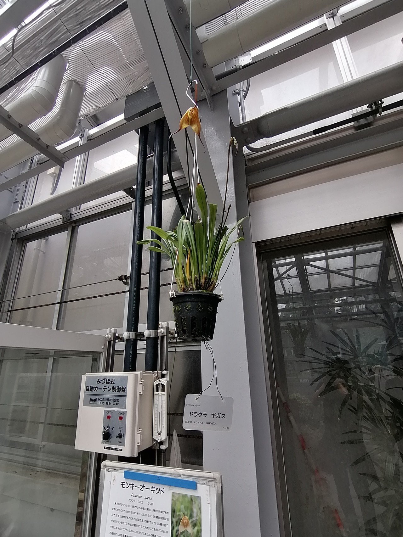 お猿さんに植物園で会える ちゃんみわ Note