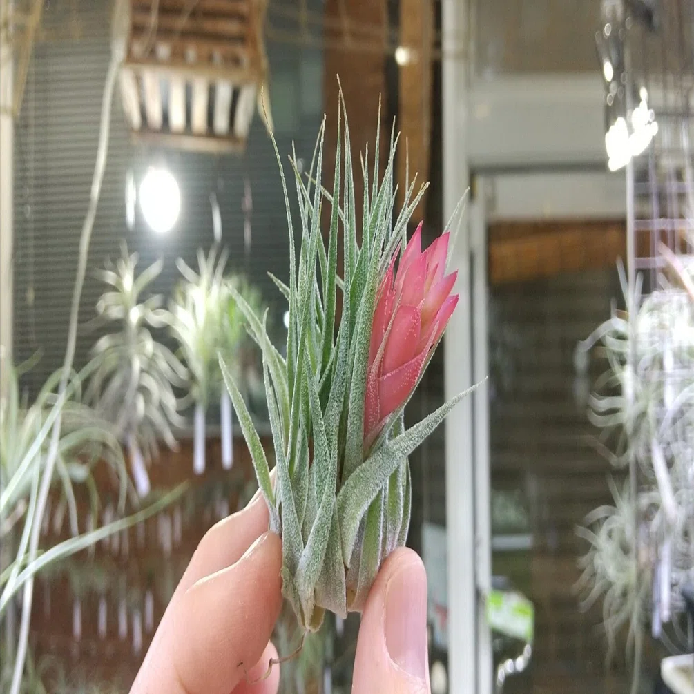 Tillandsia sprengeliana × kautskyi 【実生株】 【公式通販】