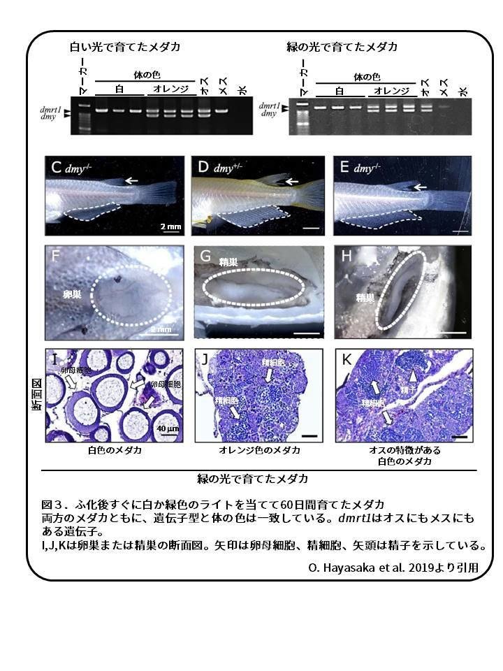 メダカに学ぶ生物学 生命現象のミクロとマクロ