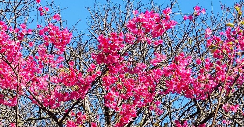 陽明山は桜の季節