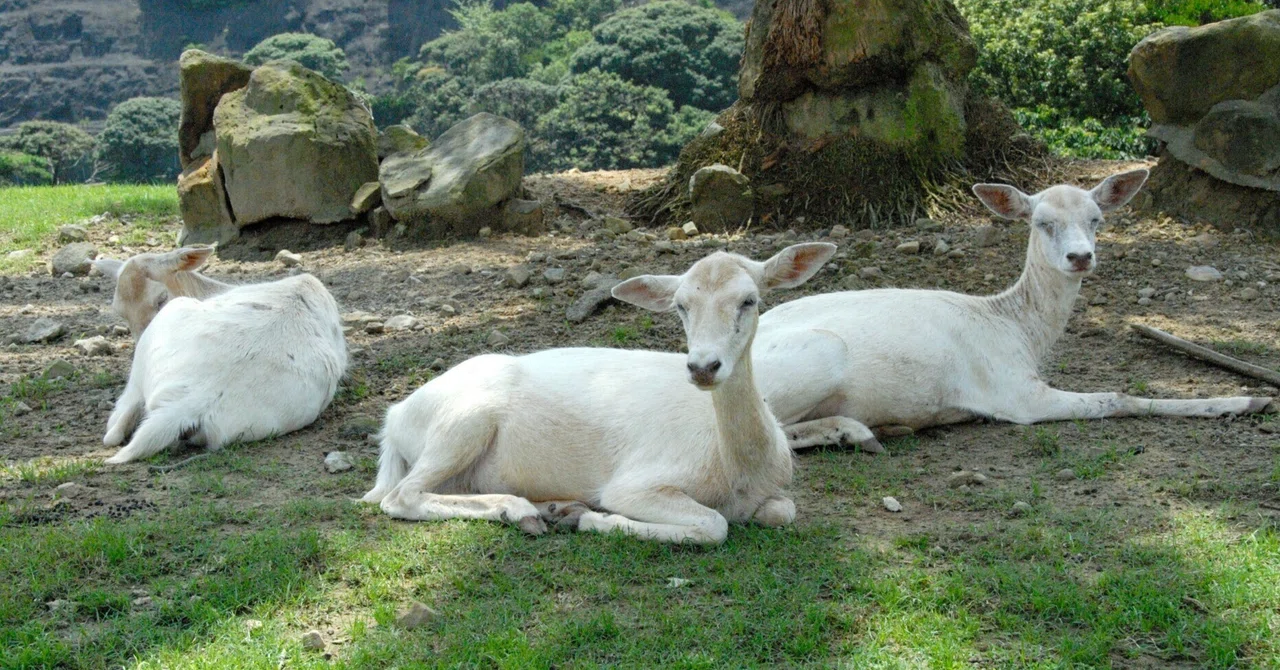 ダマシカ（ダマジカ）図鑑 Fallow Deer｜M_ayumi