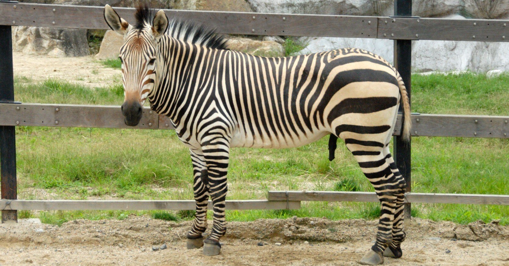 ハートマンヤマシマウマ図鑑 Hartman's Mountain Zebra｜M_ayumi