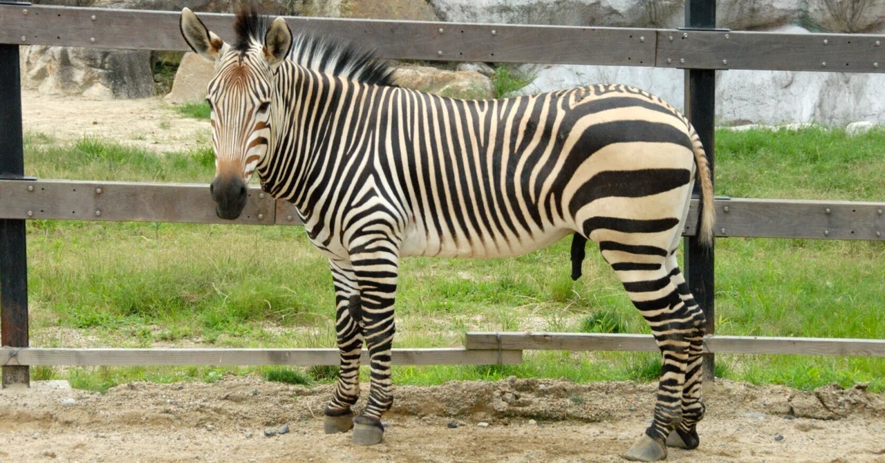 シマウマ ハートマンヤマシマウマ図鑑 Hartman's Mountain Zebra｜M_ayumi