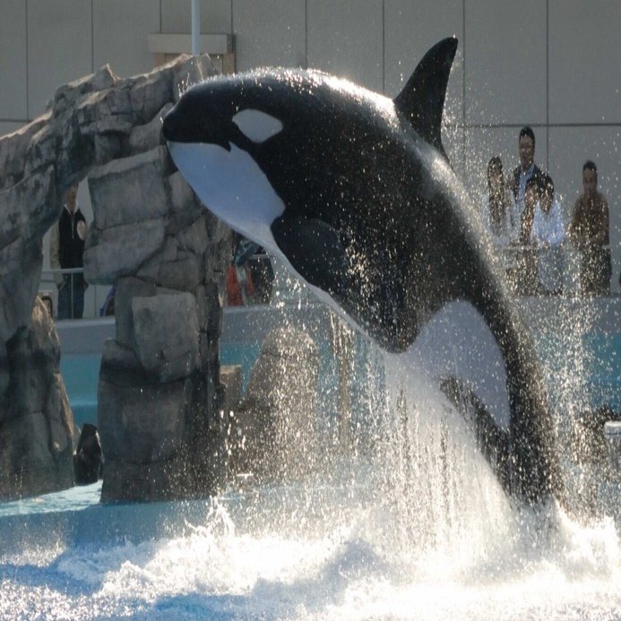 シャチ（オルカ）図鑑 Killer Whale｜M_ayumi