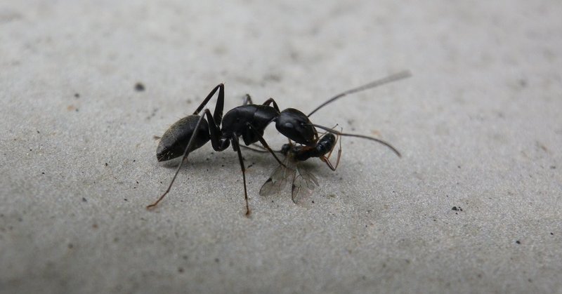 なぜ人は虫を触れなくなるのか 青いかさ Note