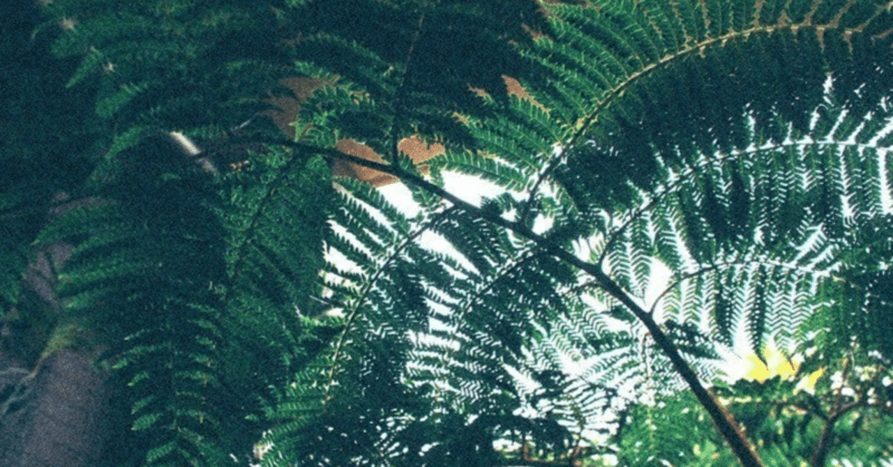 The Lost Universe 古代の巨大植物③巨大シダ植物｜美原さつき