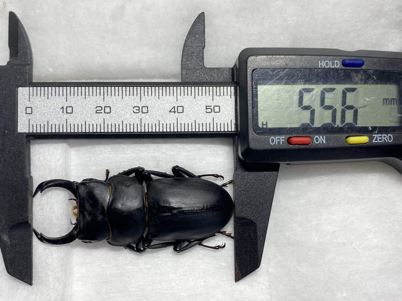 ヒメオオクワガタ2023 採集記 vol.1｜Nari