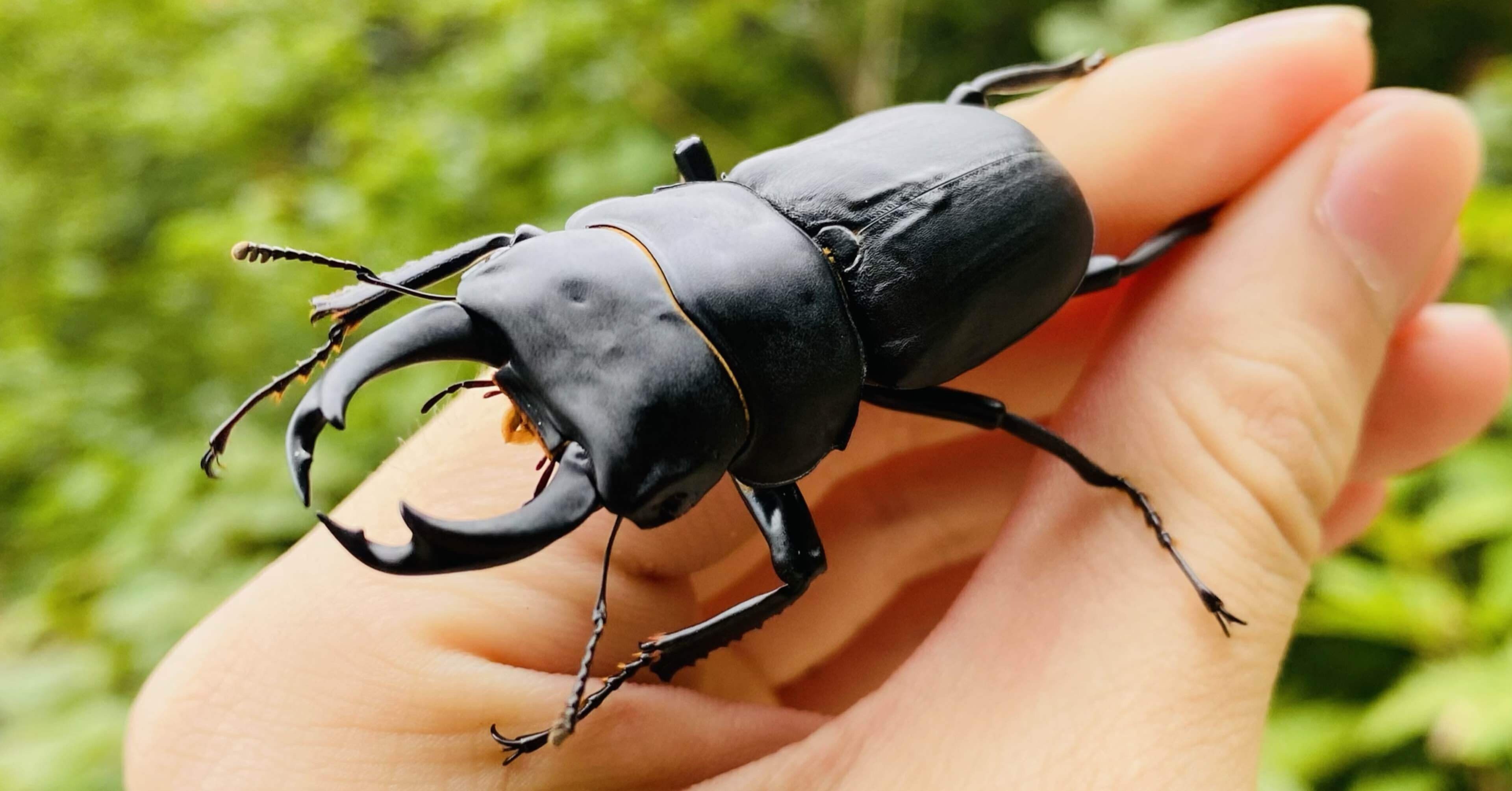 ヒメオオクワガタ2023 採集記 vol.1｜Nari