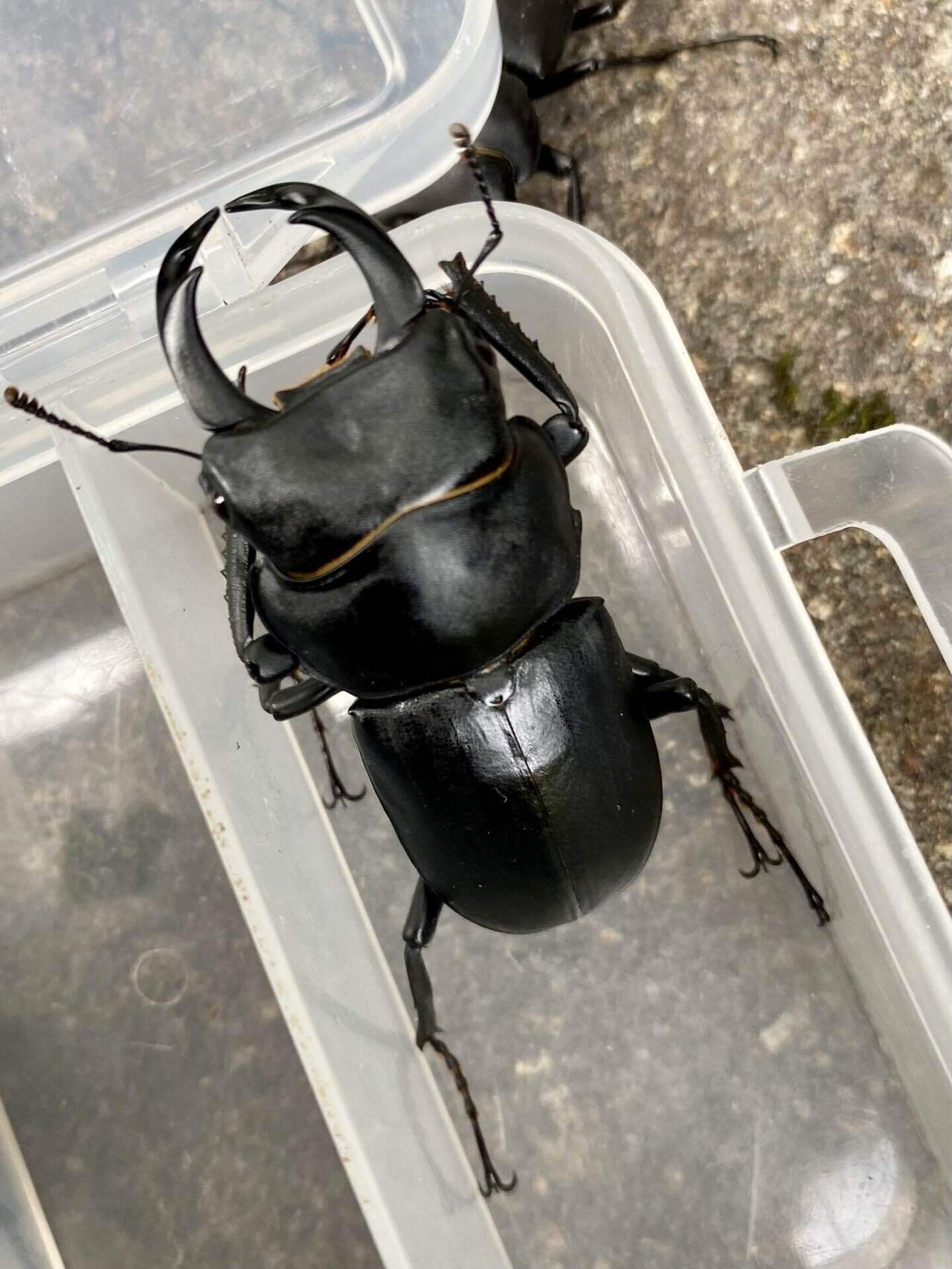 ヒメオオクワガタ 様 貴重 茨城県産ヒメオオクワガタ 1♂標本 - メルカリ